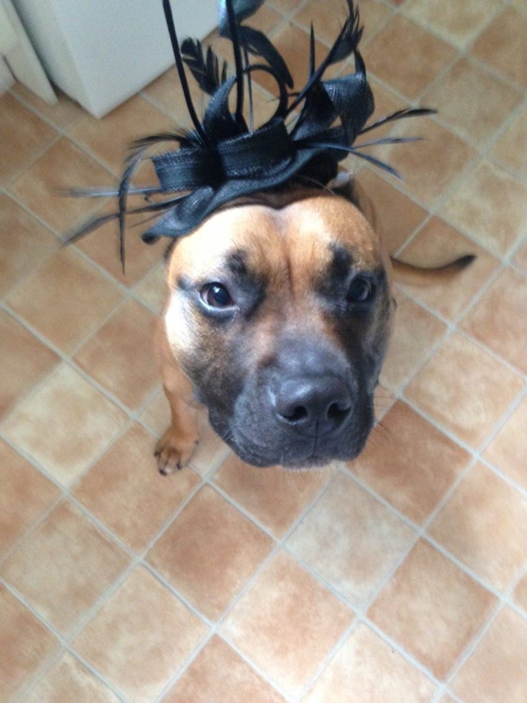 willow dog pets animals fancy dress rotated e1596375919146